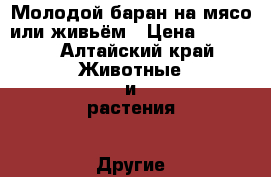 Молодой баран на мясо или живьём › Цена ­ 8 000 - Алтайский край Животные и растения » Другие животные   